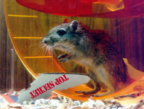 [Photo of Ralph (a gerbil) here]